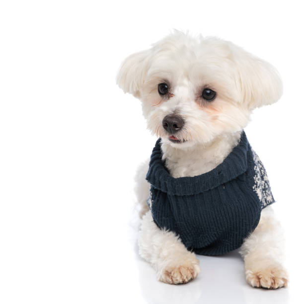 istock adorable bichon dog looking away, laying down 1310051885