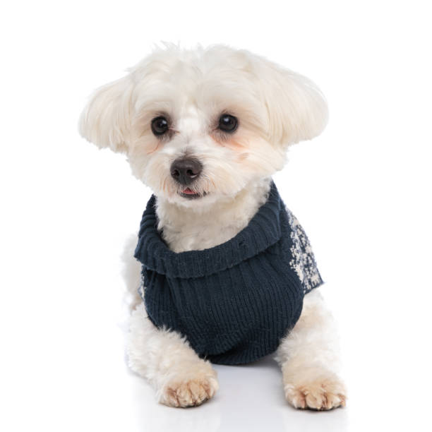 istock cute bichon dog laying down, wearing a winter cloth 1310051897