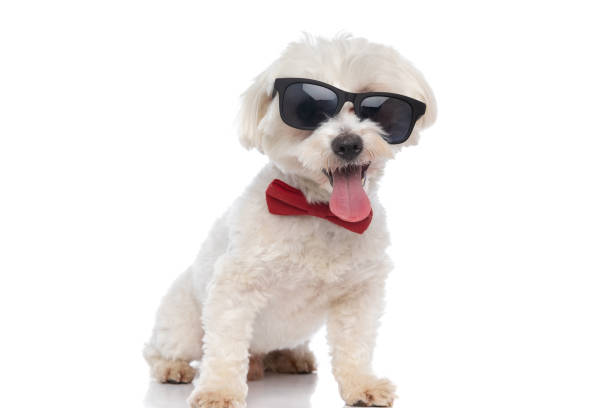 cool little bichon dog wearing sunglasses and bowtie and sticking out tongue on white background