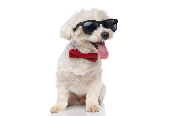 istock cute cool bichon dog looking away, wearing sunglasses 1310052163