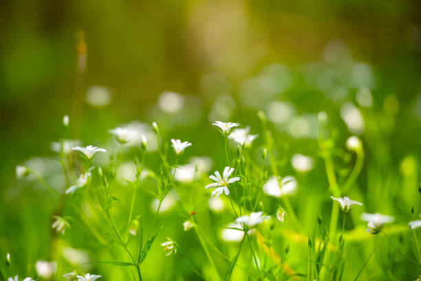 istock Stellaria blooms on may green meadow. Floral background 1310053680
