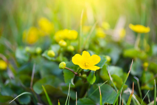 Flowering of Marsh Marigold (Caltha palustris). Floral background
