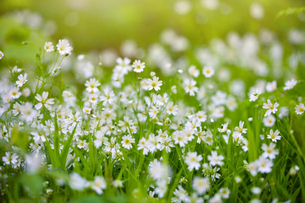 istock Stellaria blooms on may green meadow. Floral background 1310053684