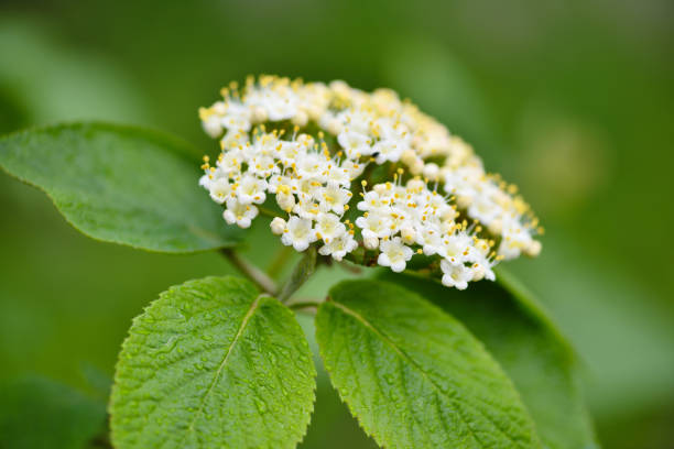 árvore wayfaring florescente (viburnum lantana) com gotas após a chuva - wayfaring - fotografias e filmes do acervo