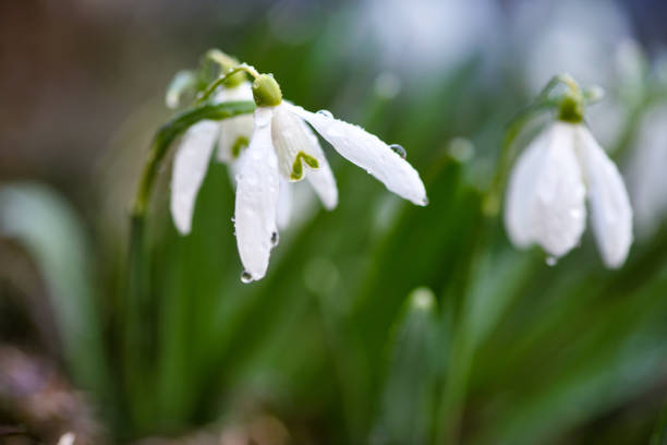 istock Snowdrops (Galanthus) in the spring forest. Harbingers of warming symbolize the arrival of spring. 1310053761