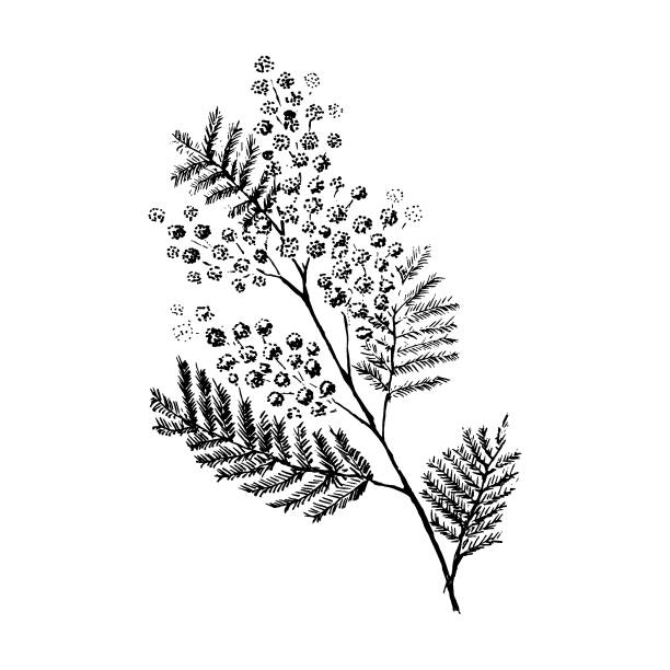 40+ Mimoza Stock Illustrations, Royalty-Free Vector Graphics