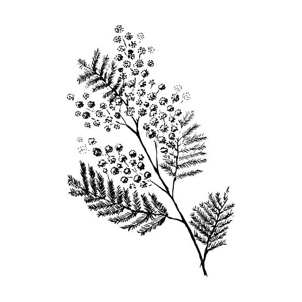 Mimosa branch. Hand-drawn in sketch style. Vector illustration. Mimosa branch. Hand-drawn in sketch style. Vector illustration acacia tree stock illustrations