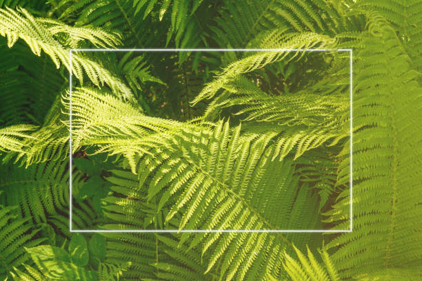 Green plants fern natural background with white frame. Fresh natural background. Copy space.