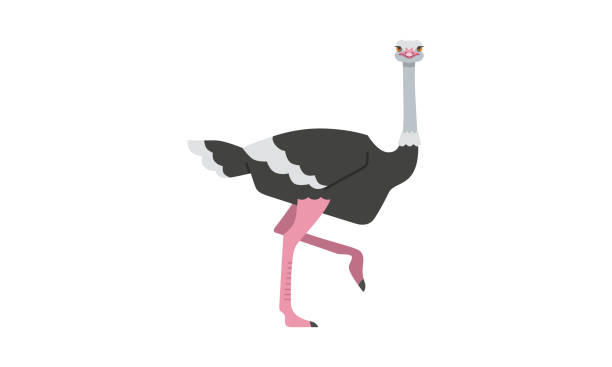 ilustraciones, imágenes clip art, dibujos animados e iconos de stock de animales nativos africanos común avestruz grande sin vuelo y de patas largas de piernas rápidas corredor rápido pájaro flat estilo vector ilustración aislada sobre fondo blanco - avestruz