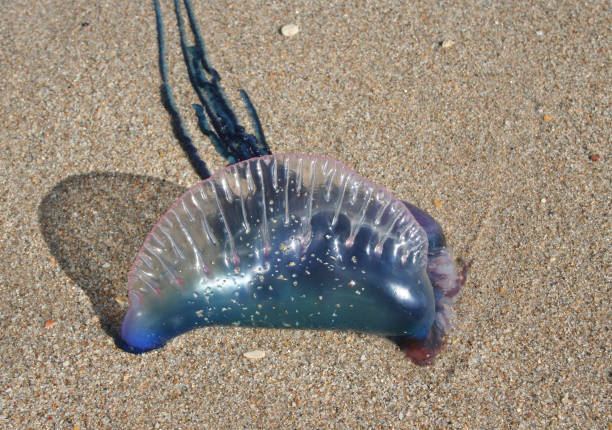istock Portuguese man of war jellyfish 1310055092