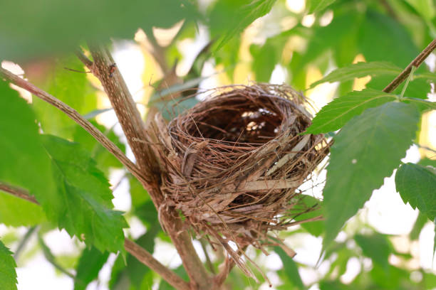 istock The bird's nest is laid bare and old abandoned on the tree. 1310055741