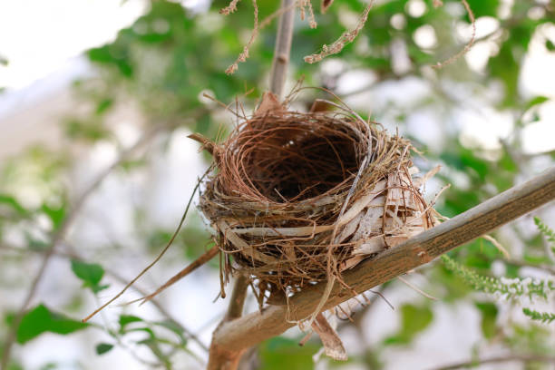 istock The bird's nest is laid bare and old abandoned on the tree. 1310055759