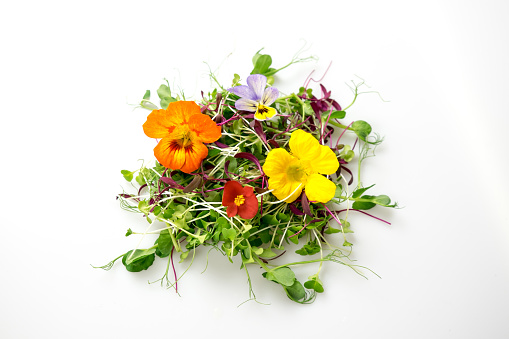Edible flowers and microgreens mix isolated on white: pea shoots, broccoli, orach, nasturtium, begonia, viola