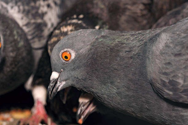 istock Wild city pigeons peck 1310056028
