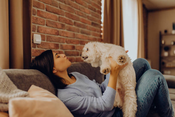 istock enjoy the afternoon on the sofa with my dog 1310056768