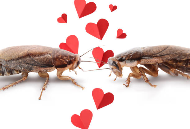 valentine's day promotion name roach - quit bugging me. cucarachas y corazones de papel pequeño sobre fondo blanco, primer plano - sisear fotografías e imágenes de stock