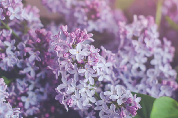 istock Branches of purple lilac close up, selective focus. 1310057805
