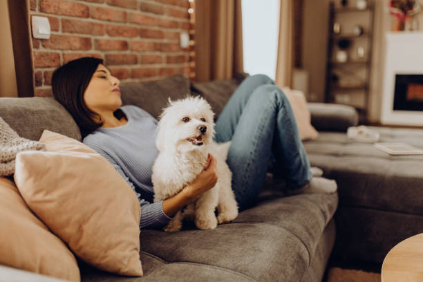 istock enjoy the afternoon on the sofa with my dog 1310057861