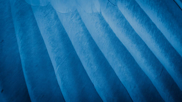 istock blue feather pigeon macro photo. texture or background 1310057929