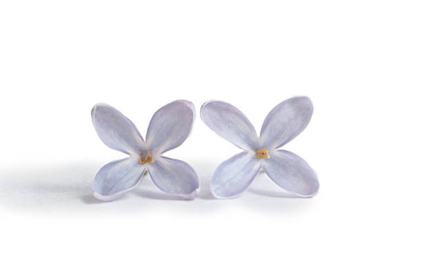 istock Purple lilac flower isolated on white background. 1310058002