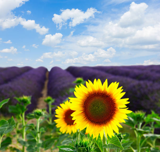istock Sunflower and Lavender field 1310058258
