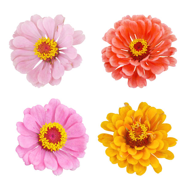 istock Zinnia flowers set on white isolated background. 1310058428
