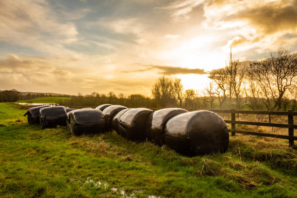 Silage bales beside a wooden fence in a green field, at sunset on a cloudy winter afternoon, Dumfries and Galloway, Scotland stock photo