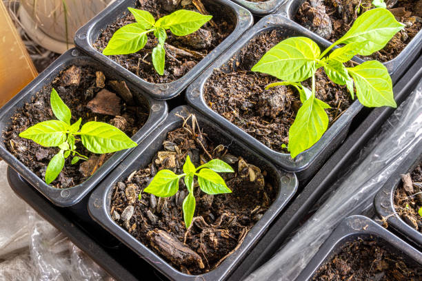istock pepper seedlings planted in plastic pots with a soil mixture, sweet peppers also called bell peppers, maybe paprika 1310059212