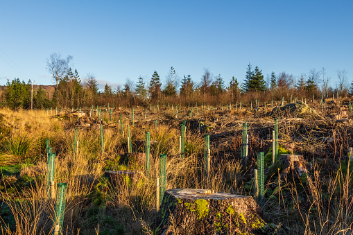 Replanting an old deforested and clear felled coniferous forest with broadleaf trees in tree guard in Scotland