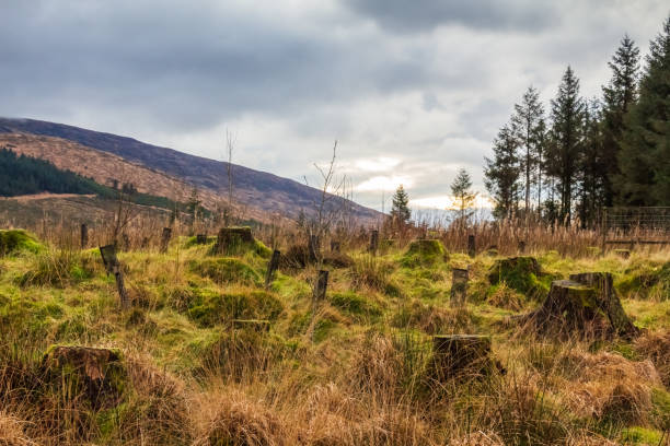 regeneração de uma antiga plantação de conífera desmatada e clara no parque florestal de galloway, escócia - regrow - fotografias e filmes do acervo