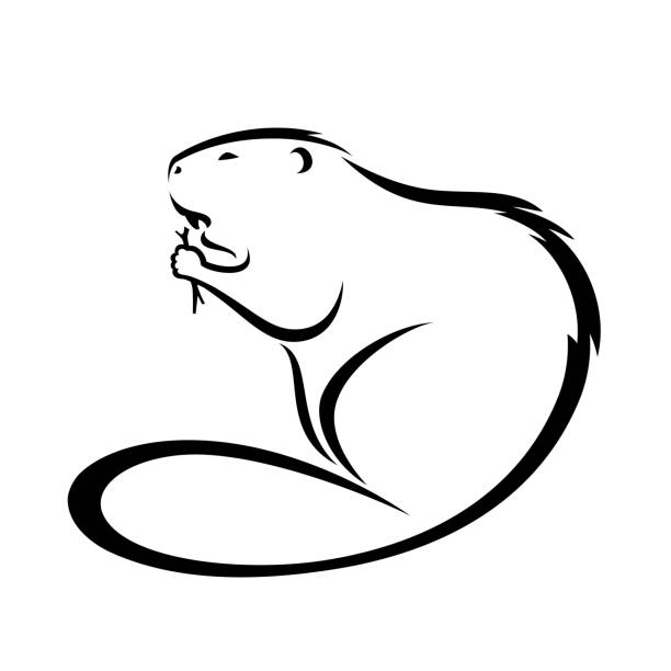 Beaver animal - isolated outlined vector illustration Beaver animal beaver stock illustrations