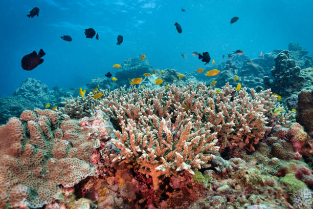 Damselfish colony on staghorn coral reef Thailand