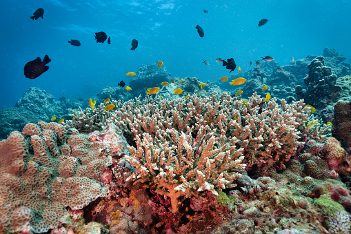 Coral Reef and fishes on drop off, Maldives, Indian Ocean