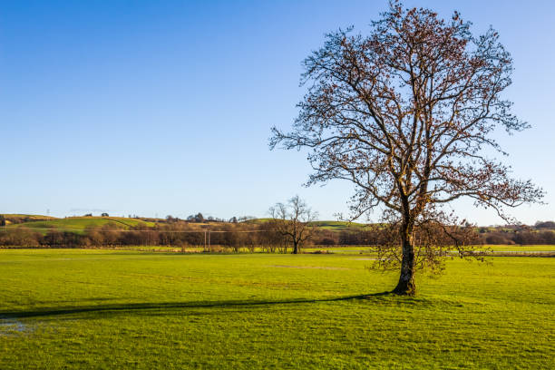 istock A lone leafless tree in an empty green field on a sunny winters day, New Galloway Scotland 1310060987