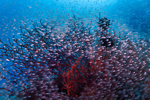 Glass fish (Parambassis ranga) aka Indian glassfish, Indian glass perch, and Siamese glassfish schooling behaviour on underwater coral reef, Andaman sea, Thailand.