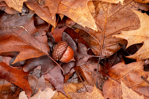 Close-up on single acorn in brown oak leaves, autumn style background