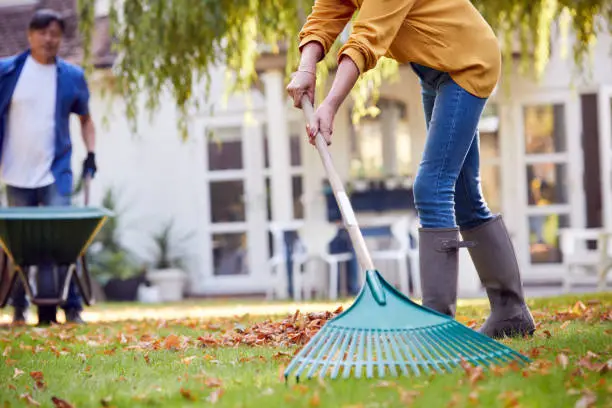 Photo of Close Up Of Mature Asian Couple Working In Garden At Home Raking And Tidying Leaves Into Barrow