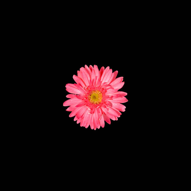 istock One gentle pink gerbera flower isolated on black background. Copy space. 1310062291