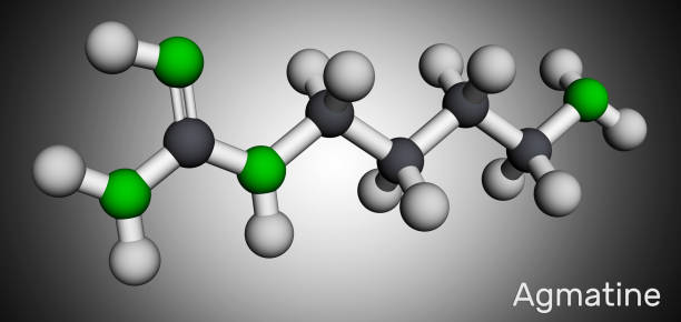 ilustrações de stock, clip art, desenhos animados e ícones de agmatine molecule. it is amino compound, member of guanidines, natural metabolite of arginine. molecular model. 3d rendering - molecule amino acid arginine molecular structure