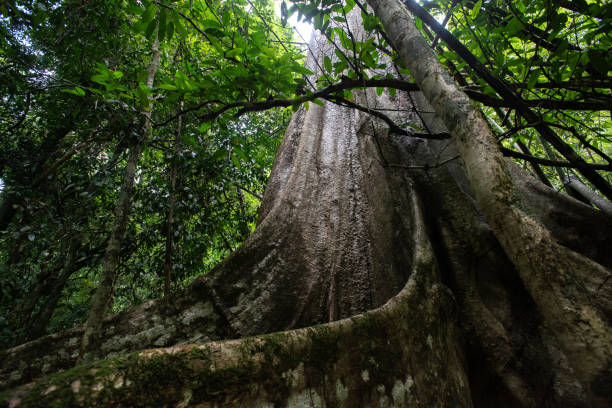 istock Asian tropical rainforest, forest trees, tree roots in forest. 1310064030