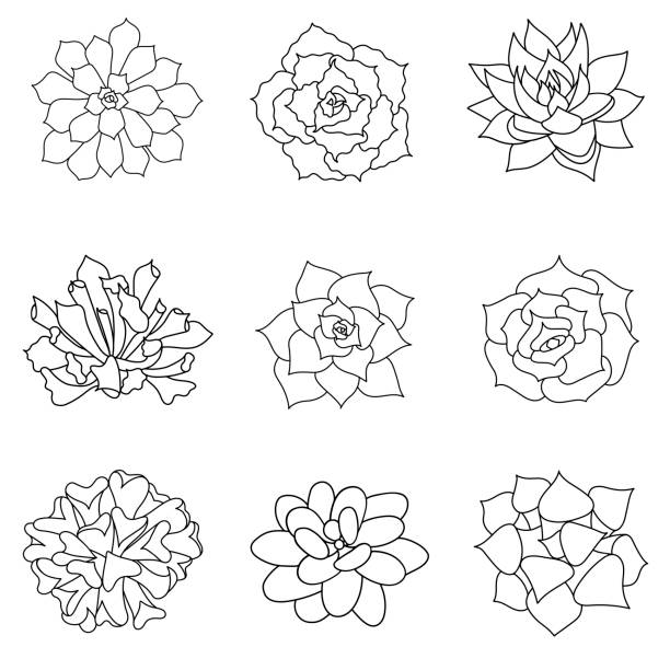 380+ Desert Flower Drawings Stock Illustrations, Royalty-Free Vector ...