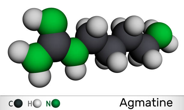 ilustrações de stock, clip art, desenhos animados e ícones de agmatine molecule. it is amino compound, member of guanidines, natural metabolite of arginine. molecular model. 3d rendering - molecule amino acid arginine molecular structure