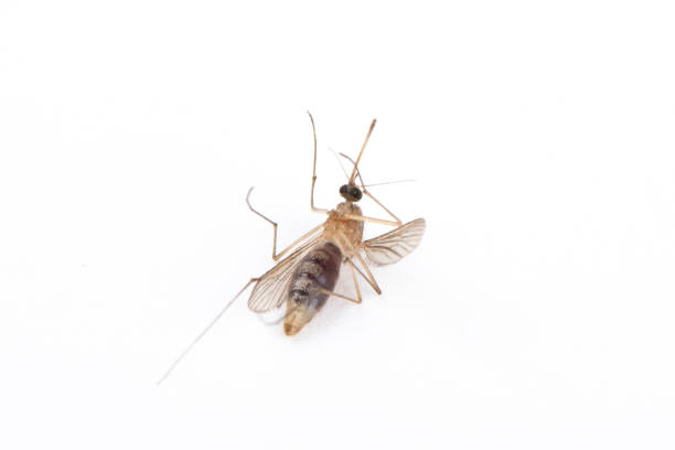 istock Close up of a dead mosquito isolated on white background 1310065038