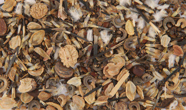 istock Macro background of various flowers seeds. 1310066518