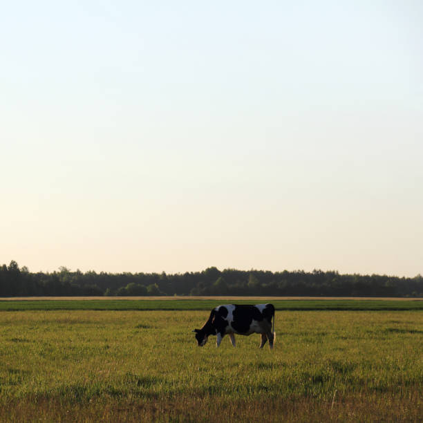 istock morning on a green meadow 1310067731