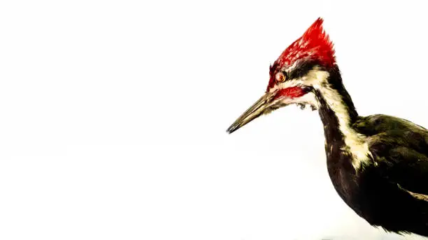Photo of Ivory Billed Woodpecker