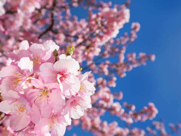 fiori di ciliegio giapponesi - oriental cherry tree foto e immagini stock
