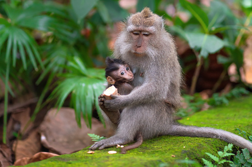 a monkey feeds her baby with an interesting look.close up