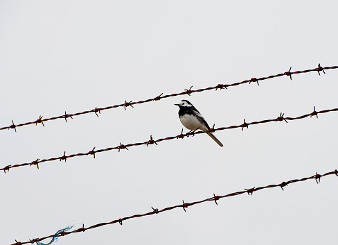 A Pied Wagtail on barbed wire during a grey and bleak day where no people venture along the coastline  footpaths and trails along the Jurassic Coast, Dorset, England, UK