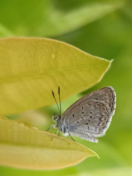 istock Little butterfly and yellow leaves 1310071329